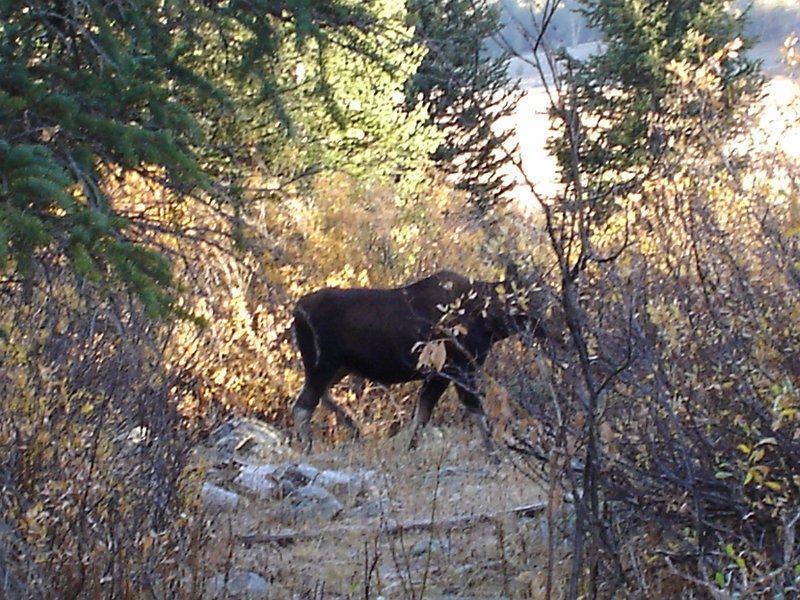 AR07-Wyoming Elk Hunt 013